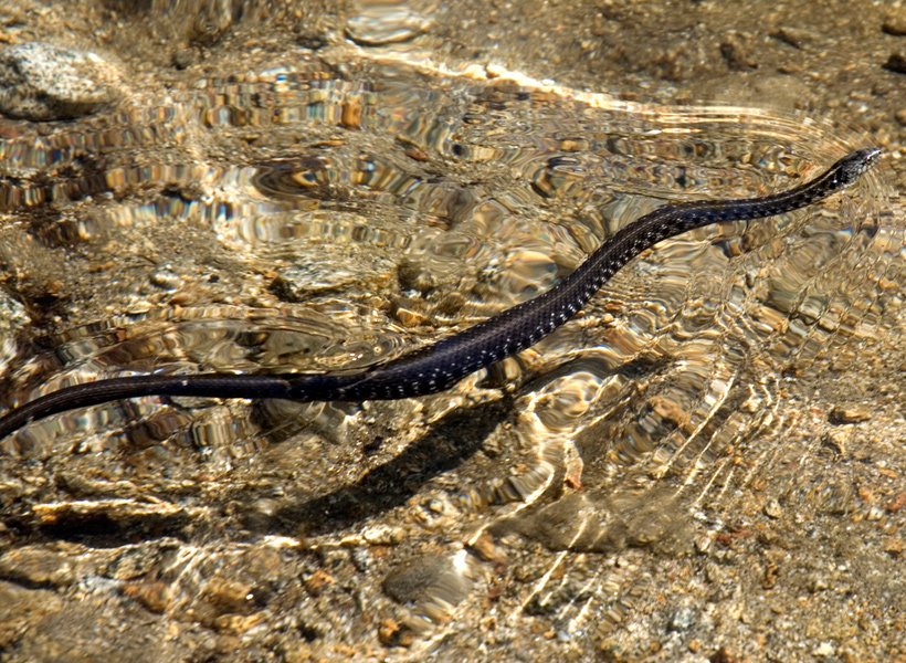 Snake swimming in a stream