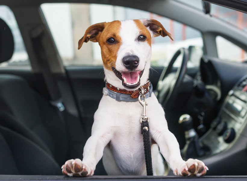 Dog looking out the window of a car