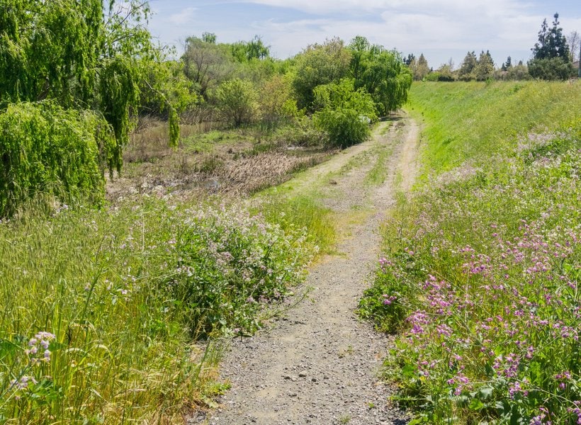 A trail leading through tall weeds and flowers