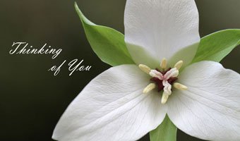 Photo of a flower with text that reads - Thinking of You